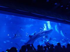 -烟台海昌鲸鲨海洋公园