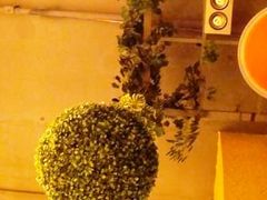 吊顶植物-福慧慈缘素食餐厅(王府井店)