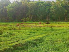 -乌布德传统市场