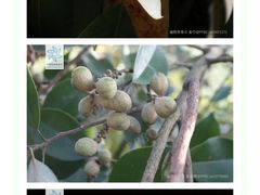 -中山市树木园