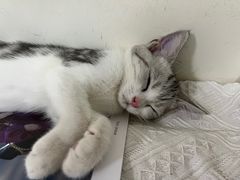-创凡宠物医院·骨专科  猫科中心(西乡分院)