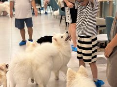 -安格丽娜·狗咖·猫咖羊驼咖(春熙路百盛商场店)