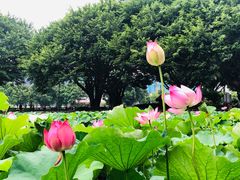 -光明港公园