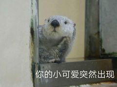 -瑞派雷欧宠物医院·24h夜诊·心脏骨科牙科·全科重症转诊中心(无影山店)