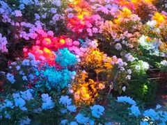 -仁和公园(顺义区)