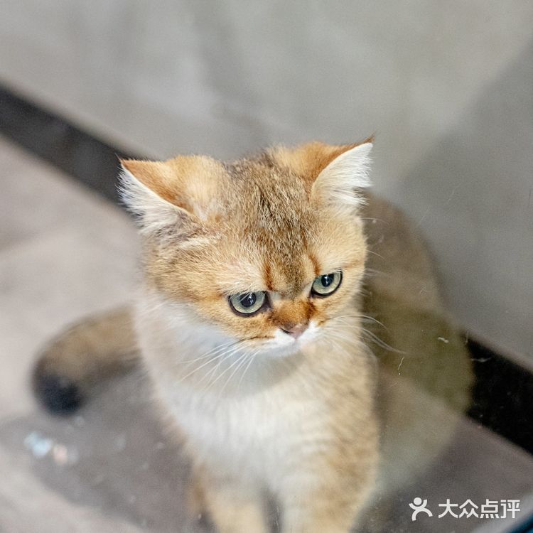 春光正好，赏花逗猫喝一杯咖啡｜南泊山咖啡