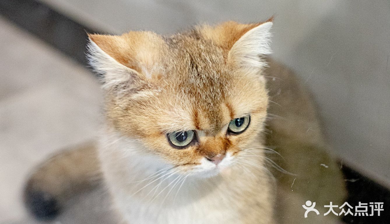 春光正好，赏花逗猫喝一杯咖啡｜南泊山咖啡