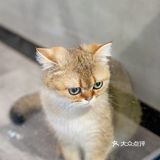 春光正好，赏花逗猫喝一杯咖啡｜南泊山咖啡