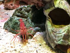 -暹罗海洋世界