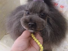 -嘟宝宠物生活馆(白桦林居店)