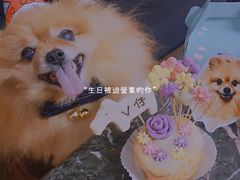 -彩虹桥宠物火化殡葬善终服务(金乐大厦店)