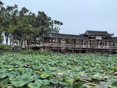 -洪湖生态旅游区