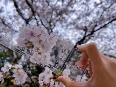 -武汉大学-樱园