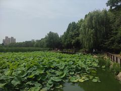 -前关湿地公园