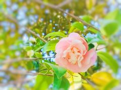 -八大山人梅湖景区