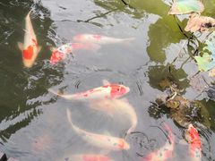 -鹅湖玫瑰文化园