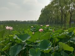 -西青郊野公园