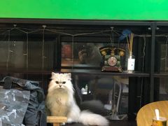 -李小姐の猫咖啡馆(五角场店)