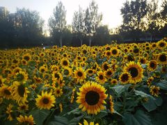 -长白岛森林公园