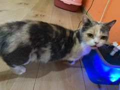 -Bastet sally猫舍购宠(静安店)