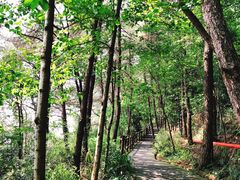 -铁山坪森林公园