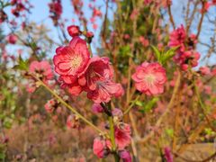 -桃花涧