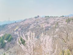-白水寺森林公园