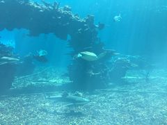 -海棠湾洲际-涛·海底餐厅·美人鱼·自助餐·海底隧道