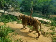 -大连森林动物园