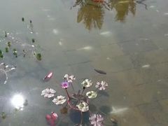 -西双版纳融创皇冠假日度假酒店