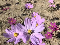 -羊亭河湿地公园