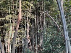 -上海佘山国家森林公园天马山园