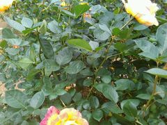 -人民公园(罗湖区)