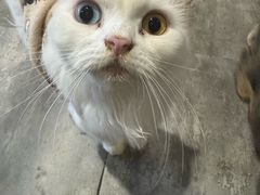 -楼上猫咖(罗湖店)