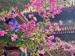 -天津大悲禅院