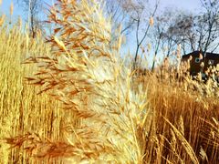 -野鸭湖国家湿地公园