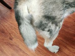 -喜多萌中农锦绣动物医院24H·猫科·牙科MRI·CT