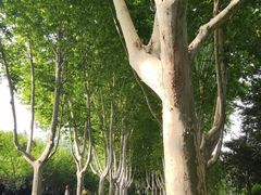-郑州植物园