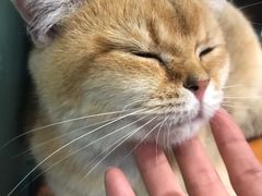 -猫小院猫主题餐厅(三里屯店)