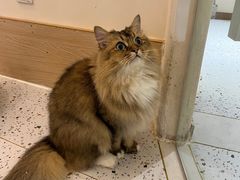 -猫域·湾主题猫咖·宠物吧(南坪城市广场店)