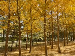 -森林公园(尖草坪区)