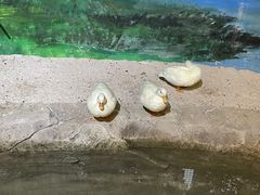 -海合安武汉极地海洋公园