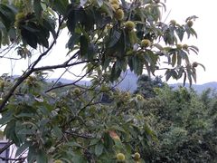 -帐篷客·溪龙茶谷度假酒店