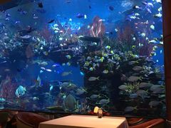 -迪拜帆船酒店海底餐厅