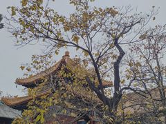 -雍和宫