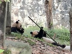 -都江堰中华大熊猫苑