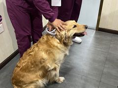 -宠爱国际维尼动物医院·疑难骨科·神经外科·肿瘤科(丰潭路店)