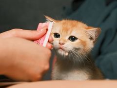 -御宝贝·A梦猫科宠物医院(国际猫友好医院)