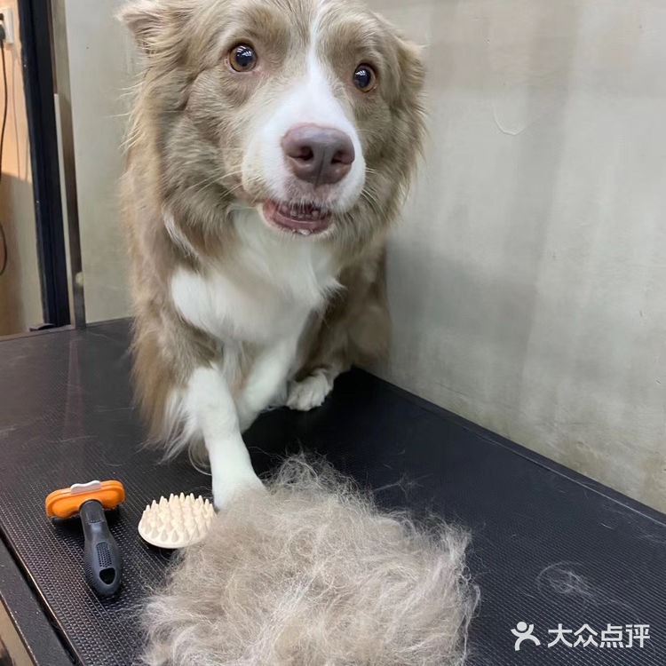 小佩真的是一家非常有爱的宠物洗护店呀～