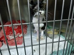 -爱侣宠医·鹦鹉专科·小型哺乳类·异宠专科(灵石路店)